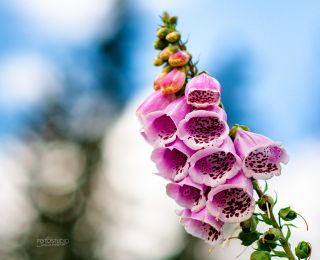 _DSC0054.jpg